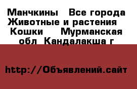Манчкины - Все города Животные и растения » Кошки   . Мурманская обл.,Кандалакша г.